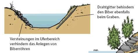 Konfliktlösungen Uferbereich Sicherung durch Steinschüttung oder Drahtgitter Aus: Biber -
