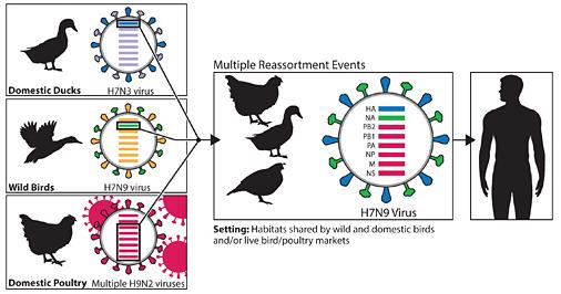 Steckbrief Avian Influenza A(H7N9) Erreger: Influenza Virus (Subtyp A) Wirte: Vögel und Menschen
