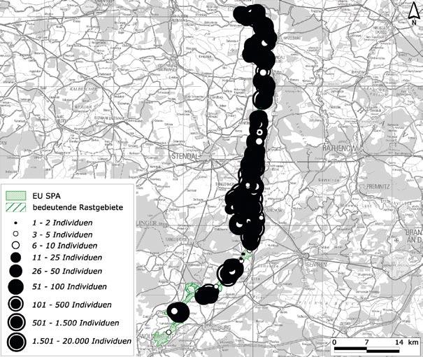 EU SPA Elbaue Jerichow Elbaue Jerichow zur nördlich anschließenden Aland- Elbe-Niederung sowie zur östlich abzweigenden Niederung der Unteren Havel mit jeweils ebenfalls bedeutenden Rastbeständen