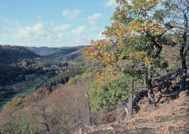 EU SPA Nordöstlicher Unterharz Acker Grünland Feuchtgrünland Laubwald Nadelwald Mischwald natürlicher Bergmischwald anthropogen überformte