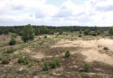 EU SPA Vogelschutzgebiet Annaburger Heide tung und Wiederherstellung alt- und totholzreicher, störungsarmer, teilweise nicht forstwirtschaftlich genutzter oder zumindest große ungestörte