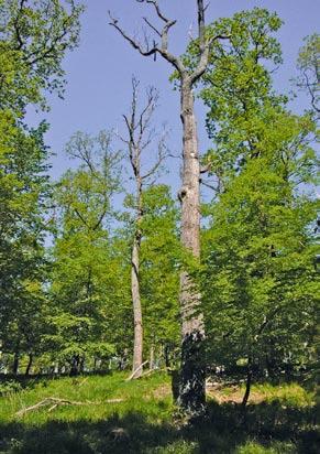 EU SPA Vogelschutzgebiet zwischen Wernigerode und Blankenburg Eichenbestand mit hohem Totholzanteil bei Wernigerode (Foto: A. Pschorn).
