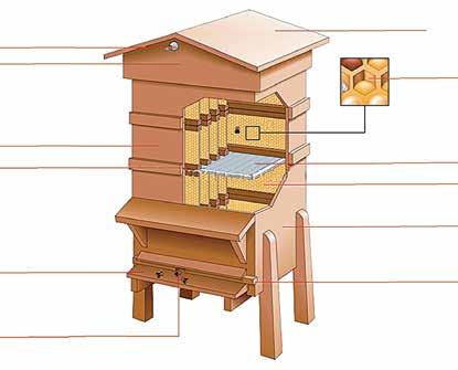 Heimische Wälder und Wiesen A5.1 Die Honigbiene Haben wir bald keine Bienen mehr? Bienen besuchen Blüten und sammeln dabei Pollen und Nektar.