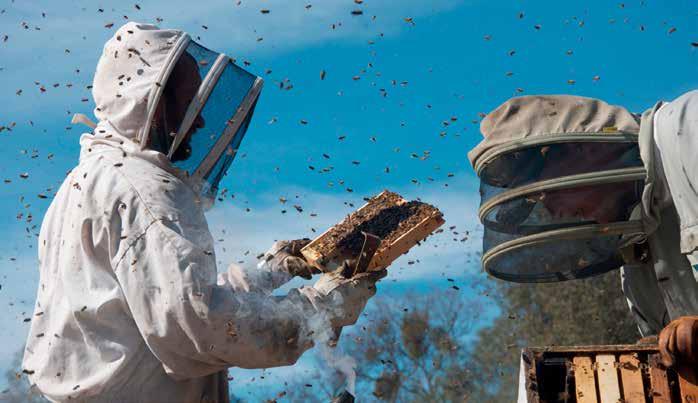 Heimische Wälder und Wiesen A5.2 Bienenquiz Teste nun dein Wissen und kreuze die richtige Antwort an! Wie viele Bienen leben ungefähr in einem Stock?