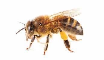 Heimische Wälder und Wiesen A5 Die Honigbiene Ohne die Biene läuft gar nichts! Sie ist der wichtigste Bestäuber im Pflanzenreich und sorgt so dafür, dass unsere Feld- und Wiesenfrüchte wachsen!