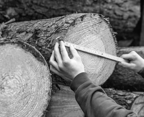 TIEF WURZLER. Unser 110-jähriger Stammbaum ist tief verwurzelt und erdet uns als eines der führenden Säge- und Holzbearbeitungsunternehmen in Europa.