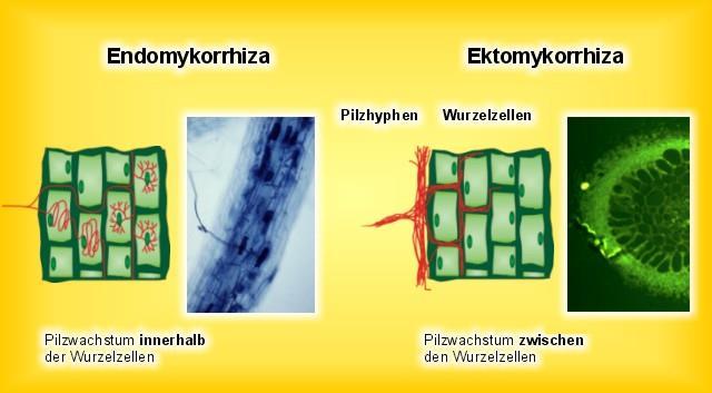 Glomeromycota Arbuskuläre Mykorrhiza Achtung!