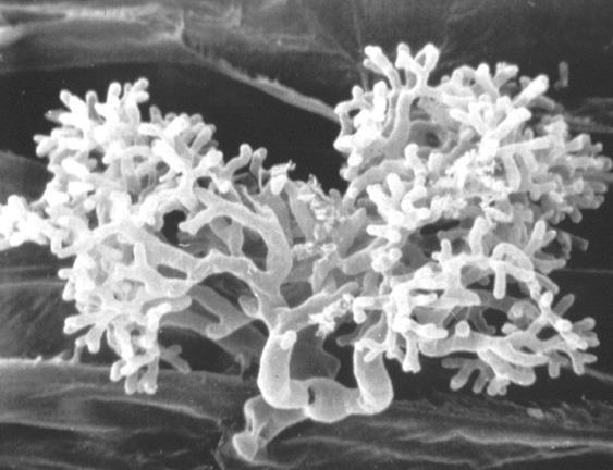Vesiclär arbuskuläre Mykorrhiza-Pilze leben endophytisch (innerhalb der Wirtspflanze) Arbuskel