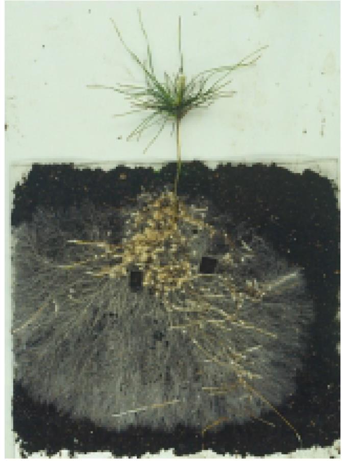 Myccorhiza Pilze können bis zu