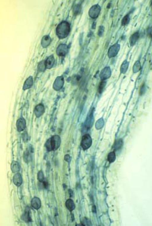 Ektomycorrhiza - bilden
