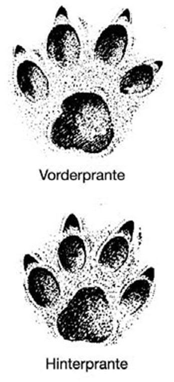 Spur - Losung Spur ähnlich Fuchs, nur Ballen mehr auseinander gespreizt Losung schwarz gefärbte Losung ca. 8 cm lang besteht aus 2 4 ca.