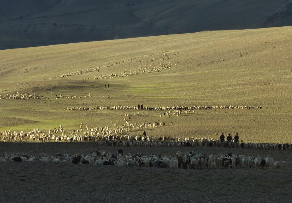 Projekte 33 Kharnak: Schafe, Ziegen, ein paar Menschen und sehr viel Platz. Leh, der Hauptort Ladakhs, ist 150 Kilometer entfernt. Und die Winter auf dem Hochplateau sind hart.