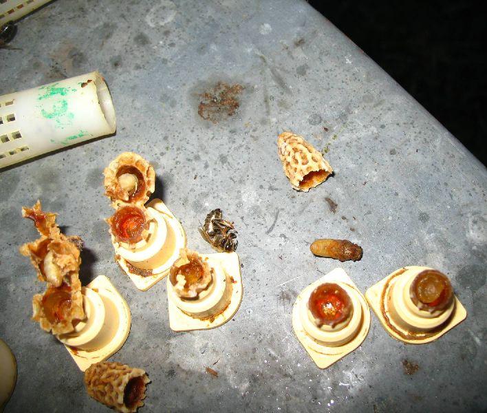 Folgeschäden Die Folgeschäden waren am 16. Mai 2008 in der Königinnenzucht zu bemerken. Von Völkern mit Schwarmtrieb wurde zuvor Brut entnommen und in Sammlern zusammengestellt.