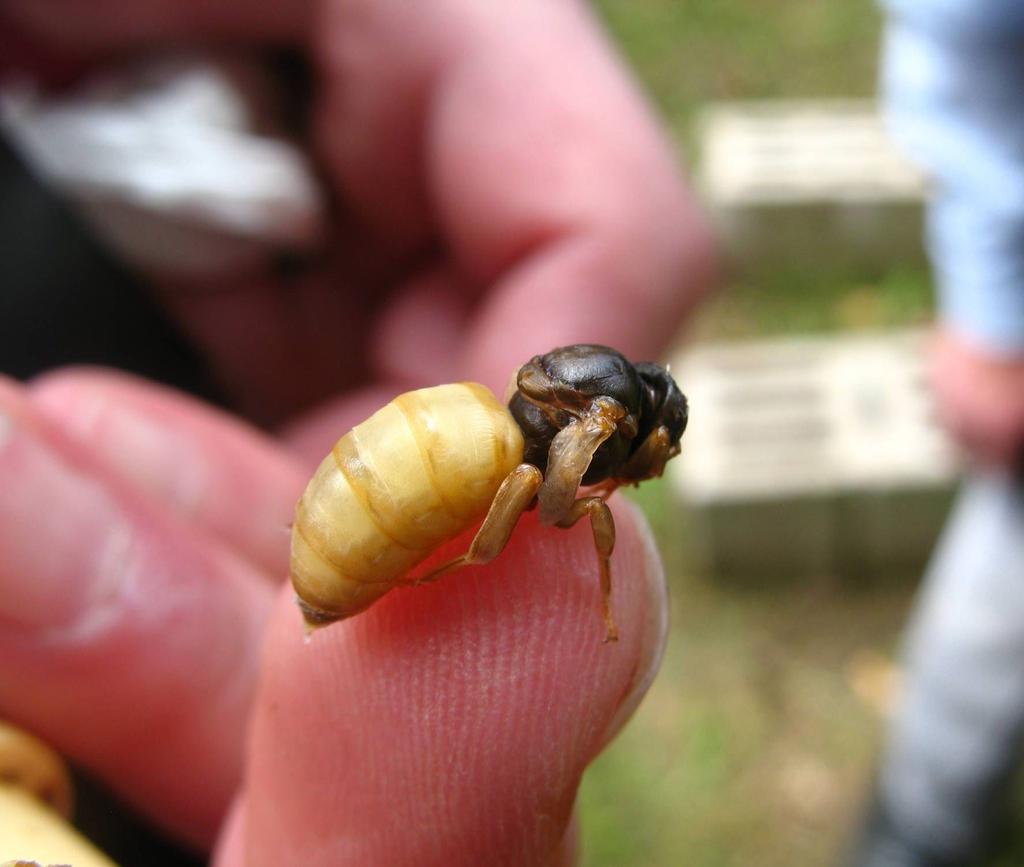 Die Beobachtung der zeitlichen Verzögerung der Entwicklung der Bienenbrut durch Neonicotinoide wurde in einer im November 2008 vorgestellten Abbildung 2: Schäden durch Studie der Wissenschaftlerin