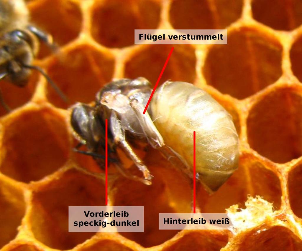 Abbildung 5: Kennzeichen vergifteter Bienenbrut Die Symptome und Kennzeichen der vergifteten Bienenbrut Bienen nicht voll ausgebildet Vorderleib speckig und dunkel Hinterleib weiß keine Flügel Die