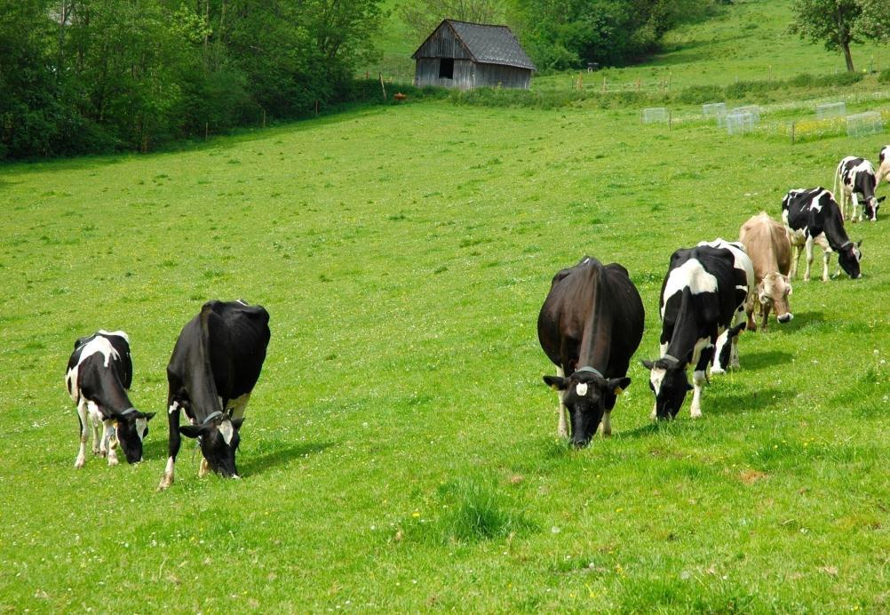 Die Weide ist die Begegnung zwischen Kuh und Gras (VOISIN Andre, 1958 FR)