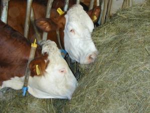 Milchharnstoff, mg/100 mll Jänner Februar März April Mai Juni Juli August September Oktober November Dezember Fett, % Tipps zur Stundenweide Kühe sind zum Fressen auf der Weide!