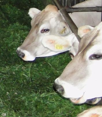 Das Thema hat viele Dimensionen Lebensleistung und Nutzungsdauer Kraftfuttereinsatz in der Milchviehfütterung Offenhaltung der Landschaft Hörner Klimawirkungen