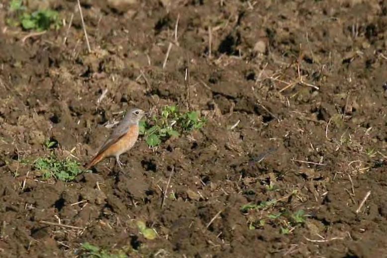 Mit Streifen von offenem Boden sollen die Vögel besser zu