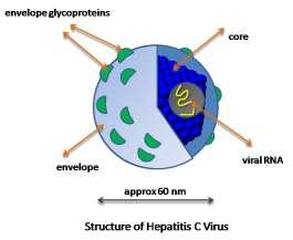 Hepatitis C Virus Kleines, unhülltes RNS Virus Genotypisierung wichtig für Therapie!