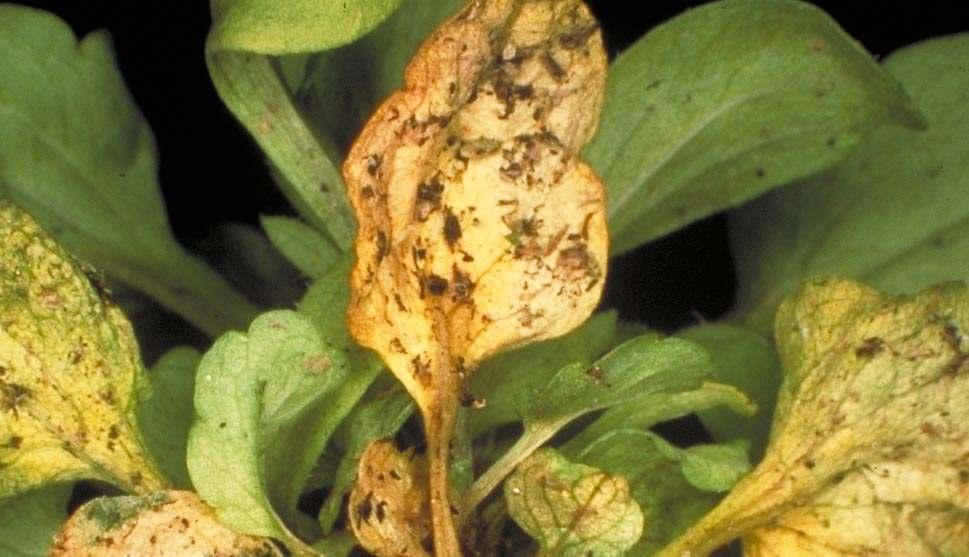 Phytophthora cactorum an Viola