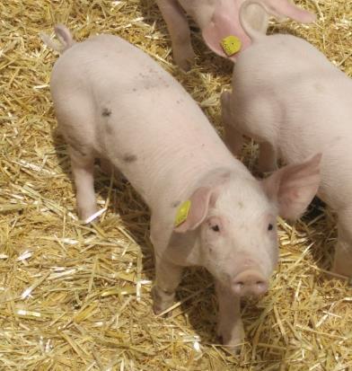 2. Zootechnische Maßnahmen Was wird gemacht am Schwein