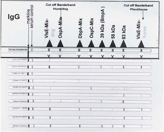 LIA Line immunoassay Beispiele für Serumreaktionen negativ unbestimmt Infektion B.
