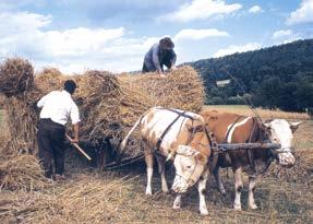 Kuhgespann bei der Getreideernte: Kühe lieferten nicht nur Milch und Fleisch, sondern auch Arbeitsleistung. dieser Rassen hat Besonderheiten, die sie einmalig macht.