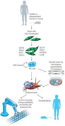 Induzierte pluripotente Stammzellen zur Heilung von genetisch bedingten Erkrankungen autologous and allogenic ipscs Fbx15::GFP