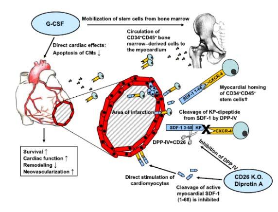 Aktivierung (Anlocken) endogener HSCs Zaruba et al. 2009 in Cell Stem Cells SDF-1alpha.