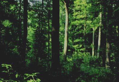 Energetische Waldholznutzung Anforderungen aus Naturschutzsicht Holzentnahme an den Grundsätzen der Nachhaltigkeit / gfp orientieren Lokal angepasste, maximale Entnahmemenge festlegen