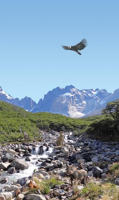 Zusammenfassung Finde das nebenstehende Foto in der Ausstellung. Es zeigt Patagonien, eine Landschaft in Südamerika. Einige Tierarten haben sich wohl verlaufen.