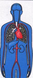 (kleinster Bronchus) Alveole (Lungenbläschen) Gefäßgeflecht