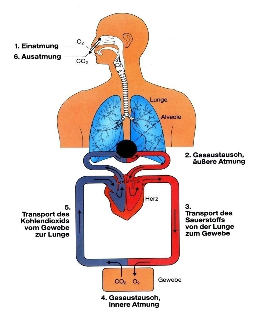 Der Lungenkreislauf schematisch dargestellt: Durch die Einatmung kommt die Luft in die Lunge und dort in die Alveolen, in denen dann der Gasaustausch stattfindet.