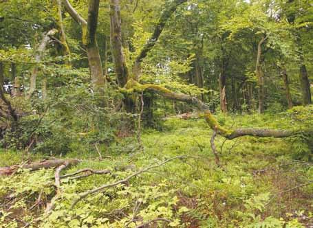 Entwicklung der Natur Totholzkäfer, Vögel und Fledermäuse, die in rheinland-pfälzischen Naturwaldreservaten und ihren bewirtschafteten Vergleichsflächen nach einem Konzept bereits untersucht werden.