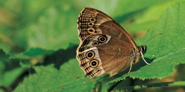 Im Untersberg-Vorland gibt es eine große Vielfalt an Schmetterlingen zu entdecken. Rund 70 verschiedene Tagfalterarten finden hier eine Heimat.