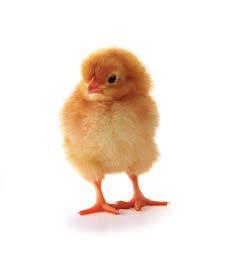JUNGHENNENAUFZUCHT Die richtige Nutzung des Vorlegefutters Vorlegefutter wird nur für kurze Zeit (bevor die Hennen mit dem Phase 1 Futter versorgt werden) verabreicht.