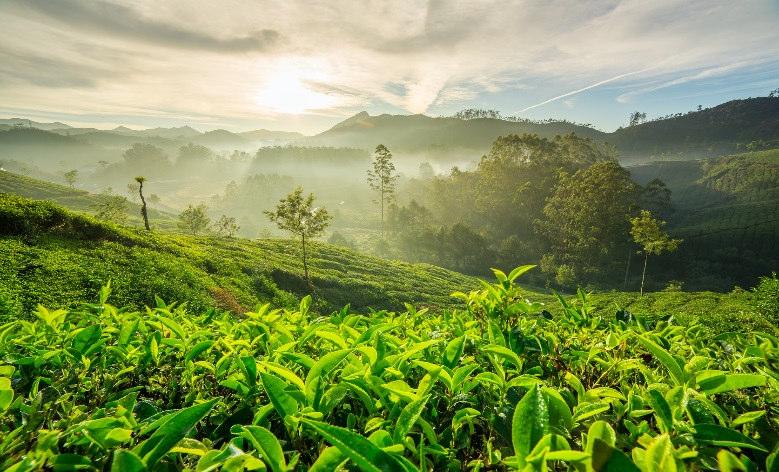 Der Ceylon Hochlandtee gilt als einer besten Tees der Welt. Natürlich halten wir auch an einer Teeplantage an, um uns mit dem Herstellungsprozess des grünen Goldes bekannt zu machen.