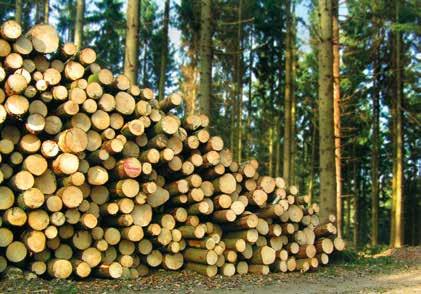 EXKURSION 4 Neue Wälder, Stadtentwicklung, Grünraumplanung Seestadt Aspern Ihre Vorteile beim Holzverkauf an Stora Enso Wood Products Ihr Wald ist uns ein Anliegen Marktgerechte Preise Optimale