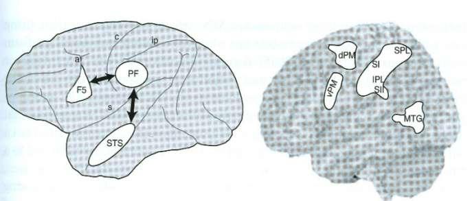 Emotionale Funktionen der Spiegelneurone Spiegelneurone wurden 1995 von Rizzolatti im Gehirn von Primaten entdeckt.
