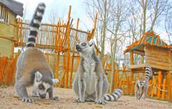 Drei Tage vor der Eröffnung wurden die Türen von den Außengehegen der Lemuren geöffnet und die Kattas stürmten sofort auf die neue Anlage und inspizierten jedes Detail ihres neuen Zuhauses.