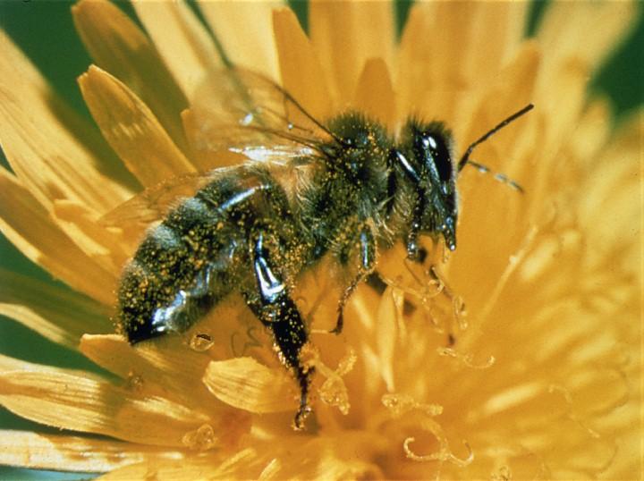 Insekten: Biene Merkmale unauffällig gefärbt (gelblich 