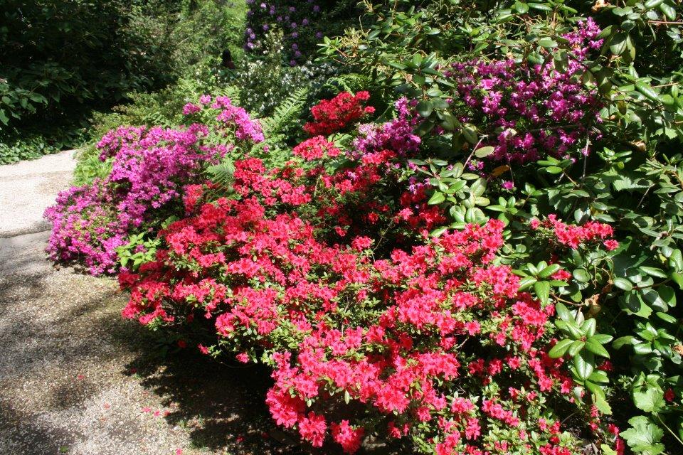 Neben der üppigen Farbenpracht im Senkgarten (Polsternelken, Phlox, Schleifenblumen, ) kann v.a. der Alpengarten mit einer unvergleichlichen Fülle an Bergblumen aufwarten.