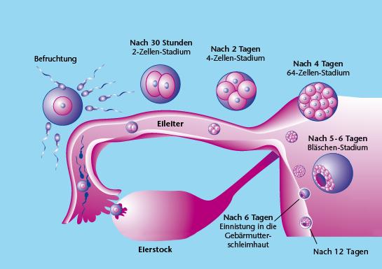 (Ovar), Eileiter, Uterus