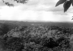 Der Guayaquilara ist jedoch vor dem Aussterben bedroht. Unmittelbare Artenschutzbemühungen schliessen u.a. den Bau von künstlichen Nistboxen und den Erwerb weiterer Waldgebiete mit ein.