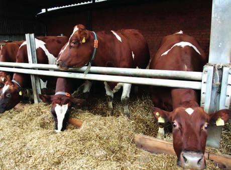 // EIP PROJEKT EU-Projekt gestartet OG Tiergenetische Ressourcen hat Angler Rind und Rotbunt DN im Fokus Der Wegfall der Milchquote hat die gesamte Milch- sowie Milchviehproduktion bundesweit stark