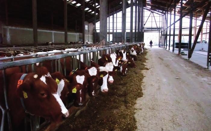 // EIP PROJEKT BEFRAGUNG: 14.11.2016 (Thema: Genomische Selektion) NAME: Thies Karstens BETRIEB/RASSE: Hof Karstens/Milchvieh; 130 laktierende Kühe (alle Rotbunt DN) 1.