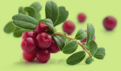 Sanfte Hilfe aus der Natur: Cranberry und Kürbiskerne Cranberries seit Jahrhunderten bewährt Bereits seit Jahrhunderten werden in vielen Kulturkreisen Cranberries (nordamerikanische Preiselbeere =
