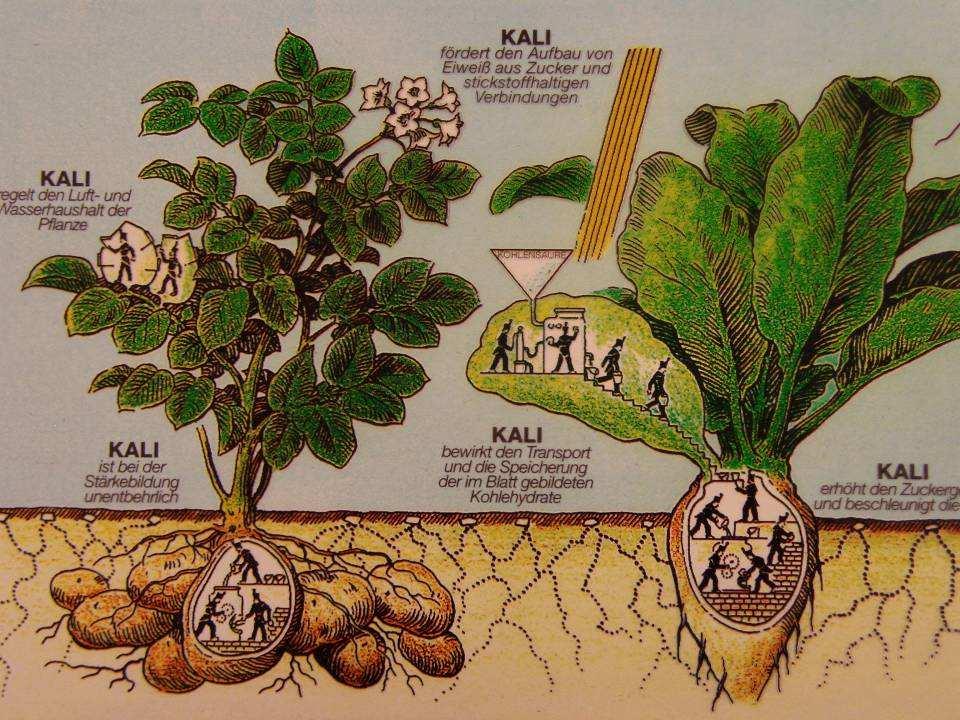 Kalium in der Pflanze 25-50 % der Pflanzenasche Antransport über Diffusion (Bodenstruktur, Wurzelsystem) K ist gut xylem- und phloemmobil, bei Mangel Transport aus alten in junge Organe
