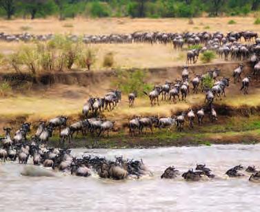 Links: Von Juli-Okt haben Sie beste Chancen, die legendäre Flussüberquerung der Gnus zu beobachten! Von Jan-Feb begegnen Sie den großen Herden stattdessen in der südlichen Serengeti.